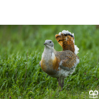 گونه میش مرغ Great Bustard